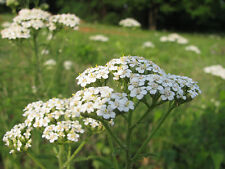 500 YARROW WILDFLOWER SEEDS, THROW AND GROW, 500 + SEEDS