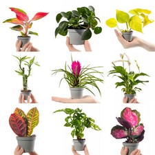 Collection Of Small Baby Evergreen Mixed Indoor House Plants Growers Choice