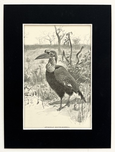 Ground hornbill mounted - ground,