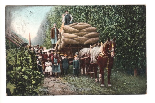 Loading hops for oast house - oast,