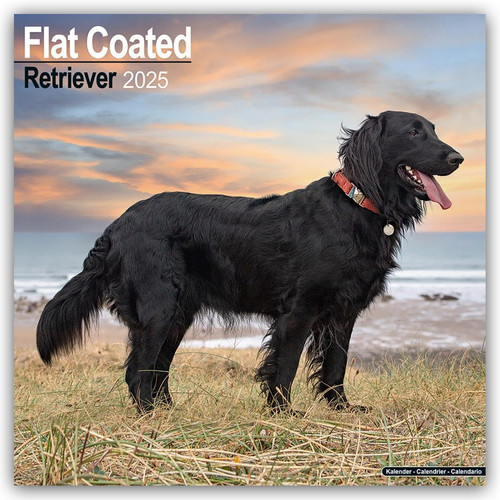 Flatcoated retriever 2025 - flatcoated,
