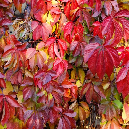Virginia creeper climbing - virginia,