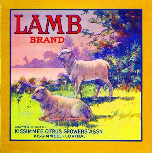 Kissimmee florida lamb - florida,
