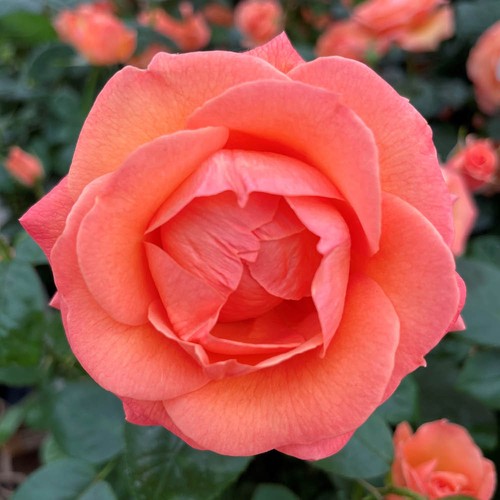 Rose brenda - 'brenda's,