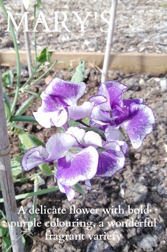 Marys purple white sweet pea - marys,