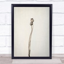 Two old poppies Minimal