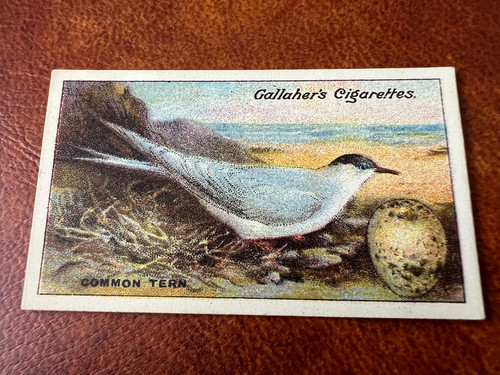 Gallaher birds nests eggs - birds, &