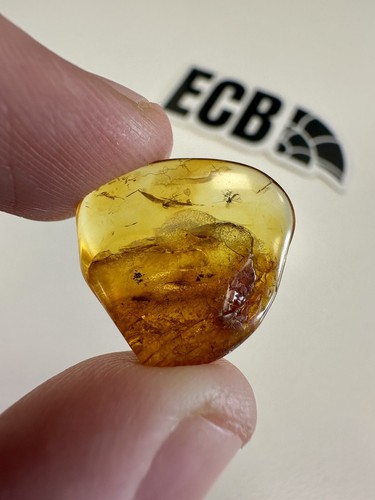 Baltic amber with - baltic,