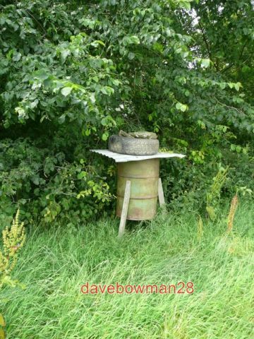Photo oxspring pheasant - photo,