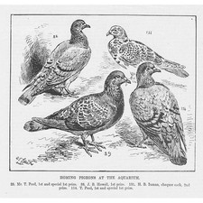 Homing Pigeons at the Aquarium - Antique Print 1891