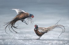 Fighting Pheasants Giclée