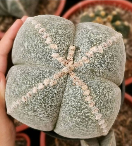 Astrophytum myriostigma var