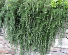 Rosemary trailing plant Very