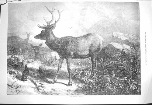 Old antique print 1871 - antique, august