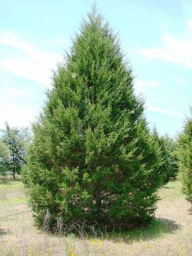 Eastern red juniper tree - eastern,