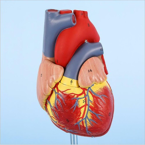 Heart anatomical model