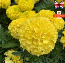 MARIGOLD LEMON AFRICAN 50