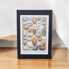 Genuine Vintage 1930s Egg Collection Book Art Print Picture Birds Eggs In Mount 