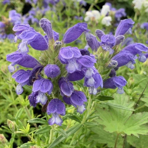 Dragonhead flower plug - , plants
