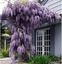  Climbing plant Wisteria