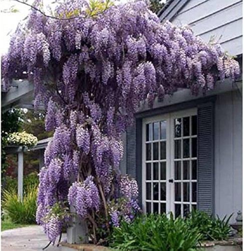 Climbing plant wisteria - climbing,