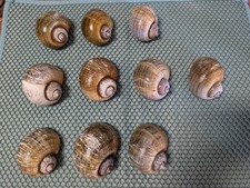 10 Large 3" Apple Snail Clean