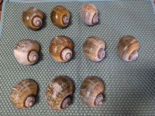 Large apple snail clean - snail,