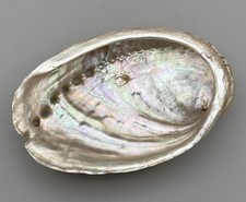 Iridescent Abalone Shell Natural Decorative Craft Piece 9cm wide 6cm deep 2cm ta