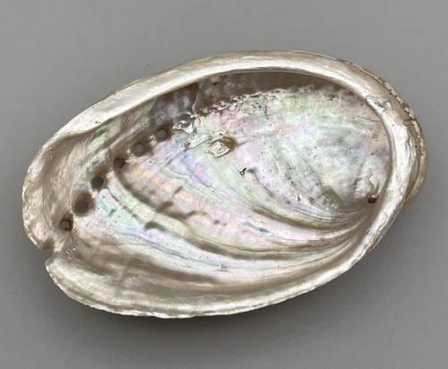Iridescent abalone shell - abalone,