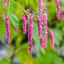 Persicaria orientalis 'Cerise Pearls' Seeds