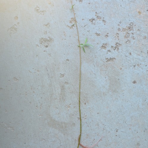 Weeping willow bare - willow,