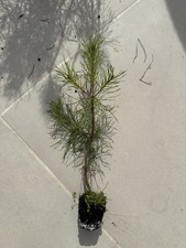 Japanese Black Pine - Pinus
