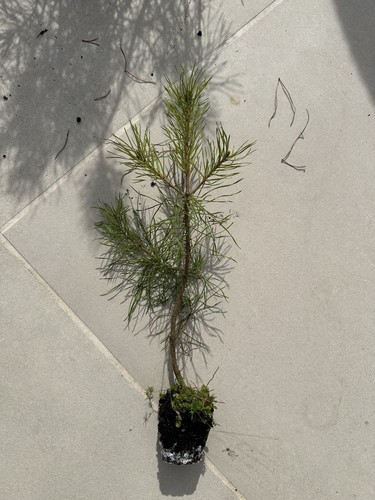 Japanese black pine pinus - pine,