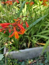 40 x Crocosmia  mixed sizes