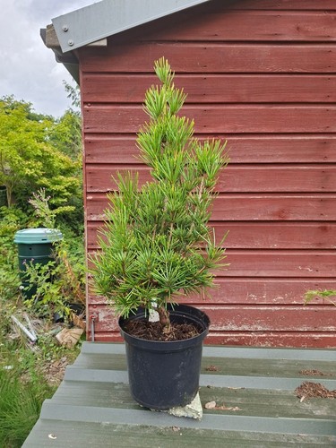 Sciadopitys verticillata