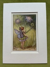 ‘Scabius’ Flower Fairy