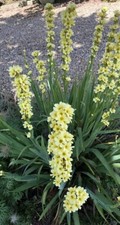 5x 'Sisyrinchium Striatum'