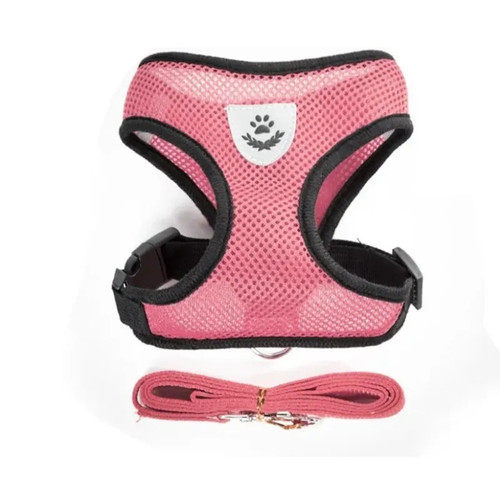 Cat harness and - cat, small