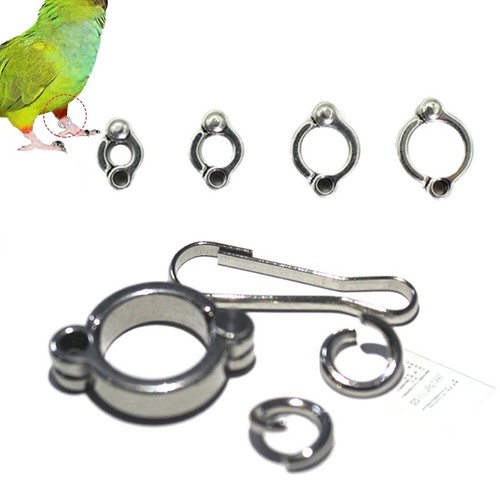 Pet parrot leg - pet,