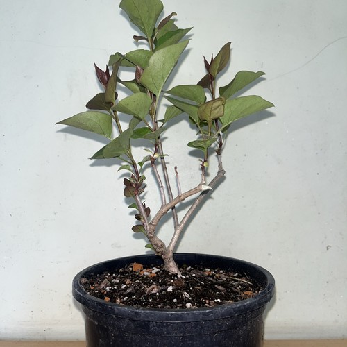 Purple lilac tree - purple,