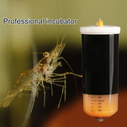 Artimia brine egg shrimp - egg,