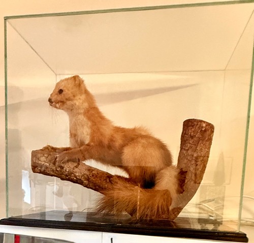1950s taxidermy pine - 1950s,