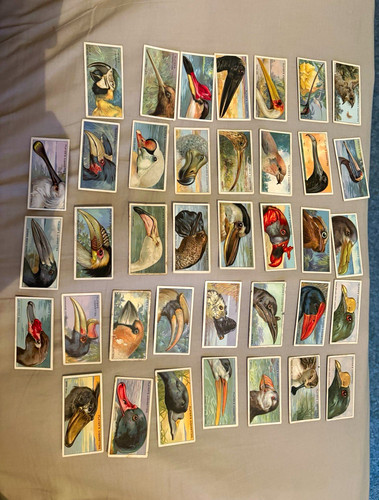 Curious beaks cigarette - beaks,