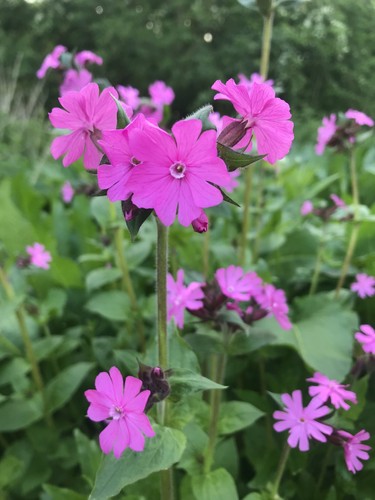 Perennial wildflower red - 6,