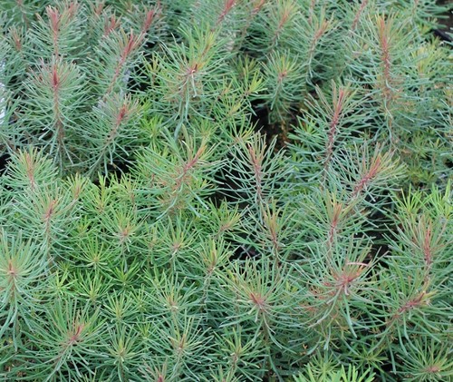 Euphorbia cyparissias fens - cyparissias,