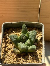 Ariocarpus suratus own - ariocarpus, suratus,