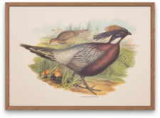 Vintage lithograph art print