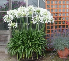 4 x Agapanthus White Superior