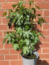 Sweetgum tree liquidambar - tree,