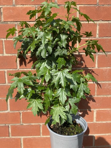 Sweetgum tree liquidambar - tree, /
